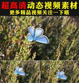 树枝上蝴蝶鲜花盛开花丛视频