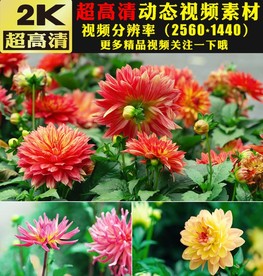 万紫千红鲜花盛开春天美景视频