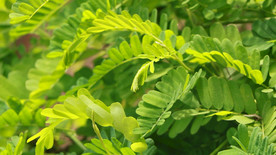 广东凉茶鸡骨草