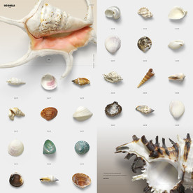 海洋贝壳海螺 高清透明底素材