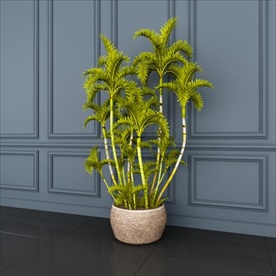 观赏性绿植王棕大王椰子