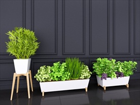 一组观赏性装饰植物