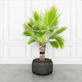 观赏性热带棕榈