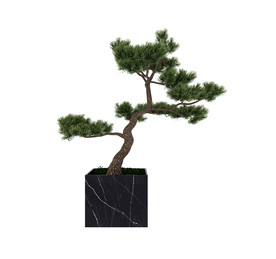 植物松树3d模型