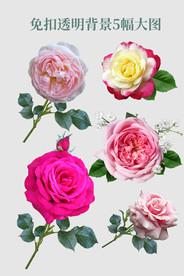 透明的花图片大全 透明的花设计素材 透明的花模板下载 透明的花图库 昵图网soso Nipic Com