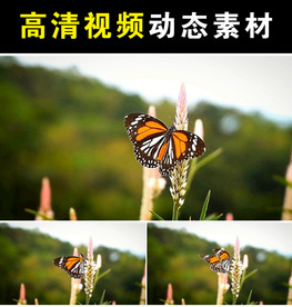 蝴蝶恋花mp4短视频素材