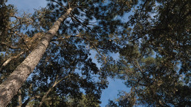 高大树林 桦树林 阳光森林