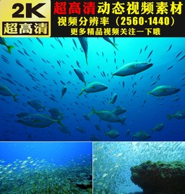 海底世界鱼群海藻海洋生物视频