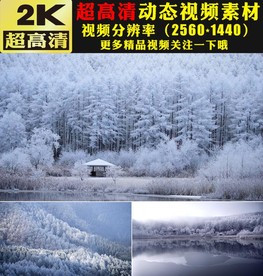 冬天雪景雪松下雪雪林雪山视频