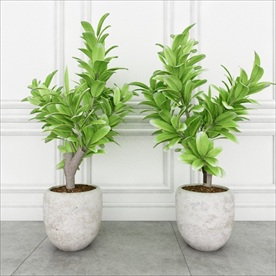 两棵观赏性绿色植物