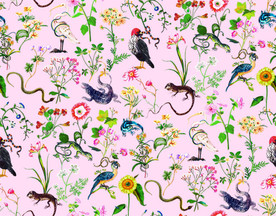 蛇花 动物花 蜥蜴 鸟