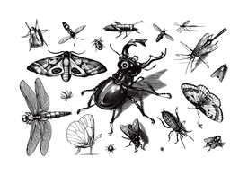 昆虫蝴蝶蜻蜓天牛蚂蚱