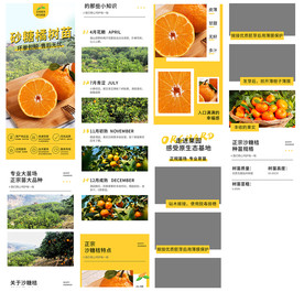 砂糖橘橘子树苗橙子详情页