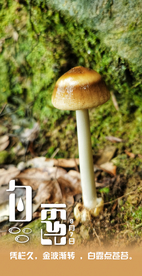 节气海报