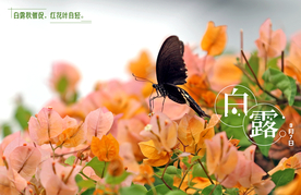 白露秋分三角梅蝴蝶摄影照片