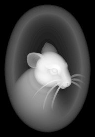 十二生肖 鼠灰度图