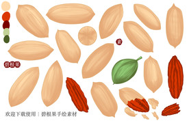碧根果手绘素材