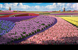 花田花海效果图