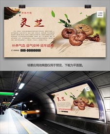 灵芝灯箱海报展板展架挂画单页
