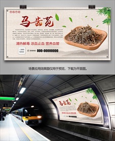 中草药马齿苋海报灯箱展板挂画