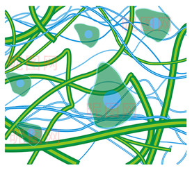 神精未稍细胞血管矢量图