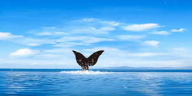 新中式装饰画鲸鱼