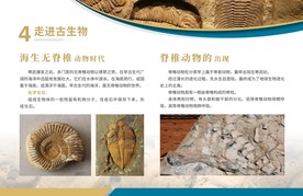 无脊椎动物脊椎动物 博物馆展板