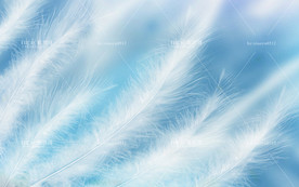 蓝色系羽毛背景墙