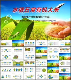 水稻五常有机大米PPT模板农业