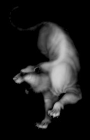 十二生肖虎灰度图