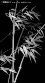 竹子灰度图