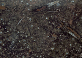 高清天然石材贴图瓷砖化石海螺田