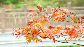 九江南山公园枫叶实拍视频