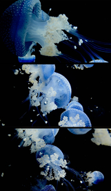 梦幻水母通道视频素材