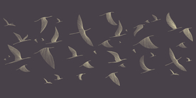 高清手绘简约飞鸟