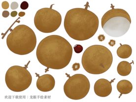 龙眼手绘素材
