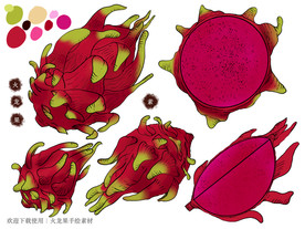 火龙果手绘素材