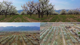 梨花园推进镜头