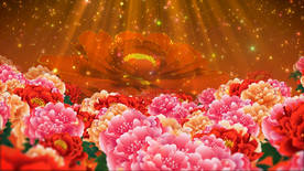 绚丽喜庆牡丹花海 舞美背景视频