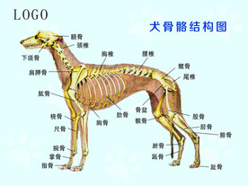 骨骼图片大全 骨骼设计素材 骨骼模板下载 骨骼图库 昵图网soso Nipic Com