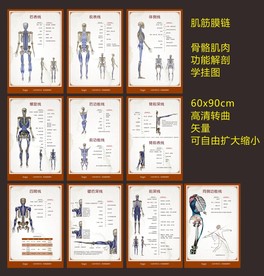 肌筋膜链骨骼肌肉功能解剖学挂图