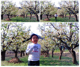 梨花深处跑过来的小女孩