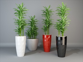 龙血树花盆盆栽模型