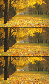 枫林微风实拍视频