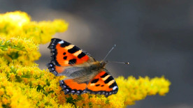 蝴蝶站在黄色花上