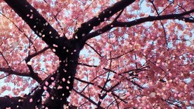 高清唯美樱花飘落动态背景视频