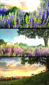 花草自然悠闲时光视频素材