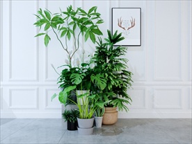 一组绿色观赏性植物集