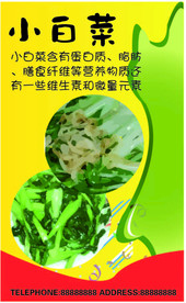 小白菜