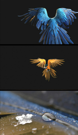 特效通道鹦鹉视频素材